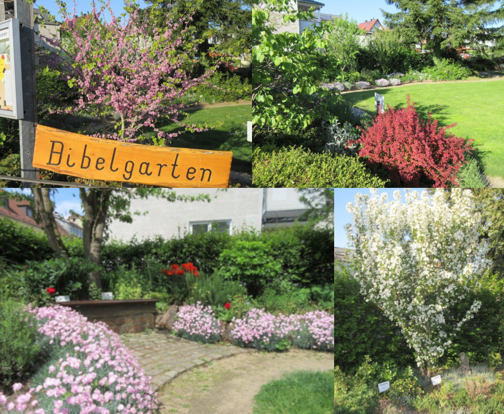 Bibelgarten